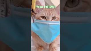 So cat video very very funny video please subscribe like ❤️ World of cat [upl. by Cummins]