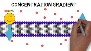 Video 2 Cell Membrane Permeability [upl. by Barden]