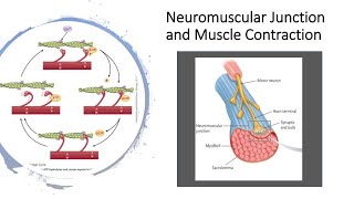 Neuromuscular Junction and muscle contraction [upl. by Hopfinger891]