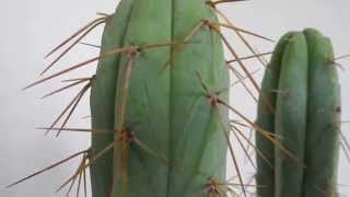 Trichocereus bridgesii  Achuma  Long Spines [upl. by Revilo515]