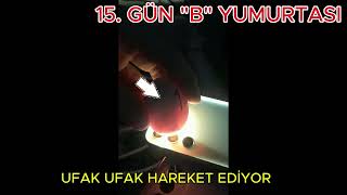 15GÜN YUMURTA KONTROLÜ 15 GÜN YUMURTA DOLULUK ORANI 15GÜN KULUÇKA MAKİNESİ 15GÜN GELİŞİM [upl. by Myke614]