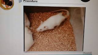 Effect of CPZ on animal behaviour in mice [upl. by Enomaj]