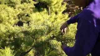 Pruning a Japanese red Pine [upl. by Krisha]