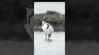 台灣的稀有冬候鳥反嘴鴴（pied avocet） birds taiwan fyp [upl. by Almeida]