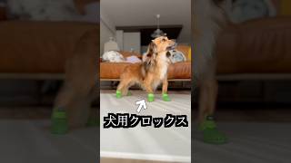 犬用クロックス熱湯に入れたら奇跡が起きた！ [upl. by Repooc]