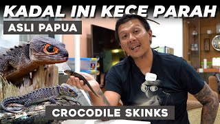 Tribolonotus Gracilis  Crocodile Skinks  NAGA HITAM YANG ICONIC [upl. by Oirobil]