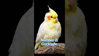 Top 3 Best Parrots For Breeding Purpose In The World trending viralshorts cute lovebirds pets [upl. by Bent497]