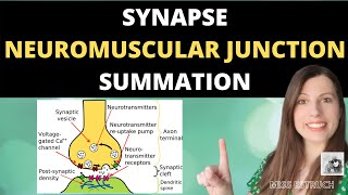 Synapses Neuromuscular Junction and Summation Cholinergic and inhibitory synapses [upl. by Cortney]