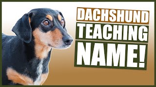 PUPPY TRAINING Teaching Your DACHSHUND Puppy Their Name [upl. by Marshal]