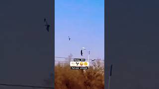 Falcon attack kabuterbaaz kabuterbaazi pigeon virelshort viralvideo pigeonlover kabuterlover [upl. by Notniuqal]