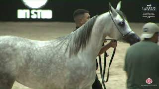 N 26 YACOUT NOUFISSA El Jadida 2024 Moroccan Arab Horse Breeders Cup Fillies 2 Years Old Clas [upl. by Jecho]