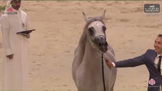 N 54 E S JAWHAR UAE National A H Championships 2024 Fillies 3 Years Old Class 3 [upl. by Obla]