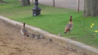 Egyptian goslings faced with a jump [upl. by Dadinirt]