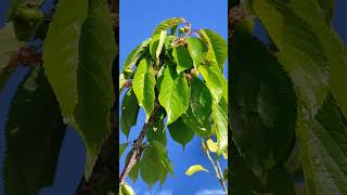 Cerezo en Maceta 🍒 Las Cerezas se van formando [upl. by Dean425]