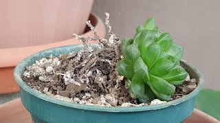 Haworthia Cymbiformis REPRODUCCION  Haworthia Cymbiformis REPRODUCTION [upl. by Randee]