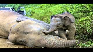 10 baby faced Pygmy elephants poisoned in Malaysia [upl. by Yenterb878]