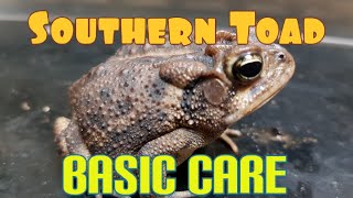 Toad care and husbandry toad southerntoad [upl. by Gnuy]