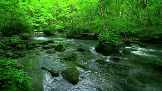 2 HOURS Morning Bird Songs and River Sounds for the Best Start of the Day  Morning River 4K UHD [upl. by Fem]