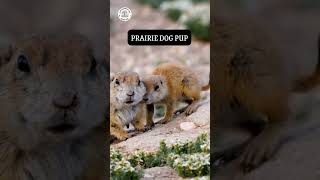 CUTE PRAIRIE DOG PUP PLAYING  FEEDING shorts [upl. by Anaujait639]