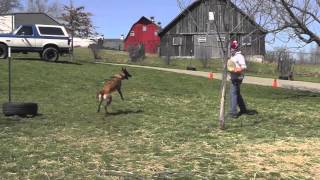 Malinois Puppy Training Lesson Fifteen 720p [upl. by Yeldnarb]