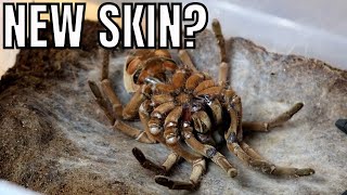 Incredible footage of a GOLIATH BIRDEATER tarantula shedding its skin Theraphosa stirmi moult [upl. by Belldame]