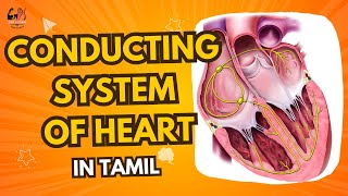 CONDUCTING PATHYWAY OF HEART In tamil gpsphysio [upl. by Rosalinde939]