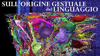 Sullorigine gestuale del linguaggio ₇ [upl. by Odlamur]