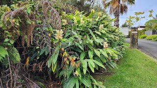 Overgrown Garden Gets an Amazing Transformation [upl. by Gitel]