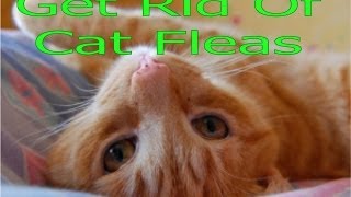 Get Rid Of Cat Fleas In House Cat Flea Extermination [upl. by Inaj]