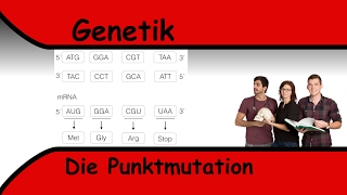 Punktmutation  MissenseMutation [upl. by Dehlia]