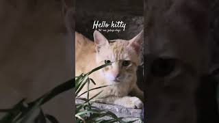 Our pet cat satisfying ytshorts yt [upl. by Natsirt943]