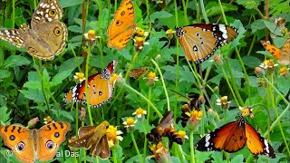 Many Butterflies amp Bees Nectaring at Balarambati BLAE  Lemon Pansy  Rice Swift  Plain Tiger [upl. by Ocinom]