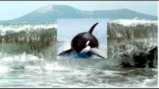 Tsunami Throws Whale Into Building This May Upset Some People [upl. by Schuster]