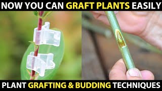 Grafting and Budding Techniques  Easy Plant Grafting Methods [upl. by Pry]