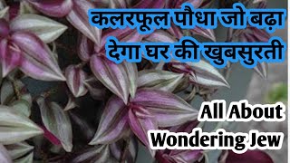 Wondering JewZebrina Plant Care and PropagationAll about Wandering Jewवन्डेरिंग ज्यू की जानकारी [upl. by Eanil707]