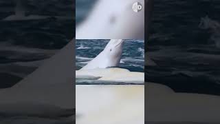 How Do Polar Bears Attack Belugas whale animals beluga [upl. by Nosille]