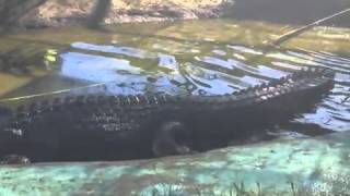 Worlds biggest crocodile puts small town on map [upl. by Eromle256]