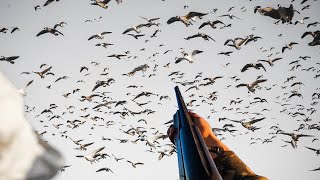 DECOYING Huge Flocks of GEESE Limited Out Goose Hunting 2024 [upl. by Maunsell]