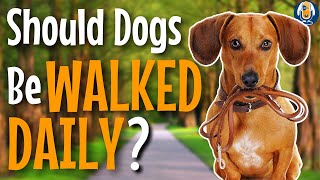 Dog Walking Why To Start How Often And Where 178 podcast [upl. by Acissj]