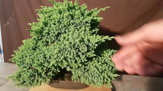 How to trim Juniper bonsai Aussie Bonsai Bloke [upl. by Valeta]