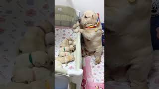 Ase bhole ban ke hai bethe 😍🐕 labradorpuppies labradormom mypetoscar viral trendingshorts love [upl. by Sieber]