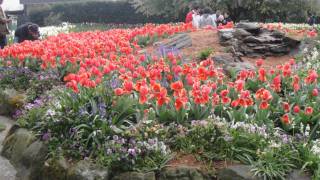 Bowral Tulip FestivalAustralia [upl. by Kire740]