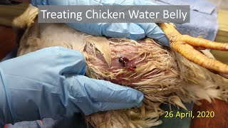 Treating Chicken Water Belly [upl. by Avihs]