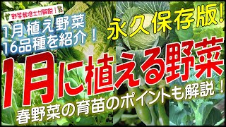 1月に植える野菜（16品種）永久保存版 [upl. by Adaminah]