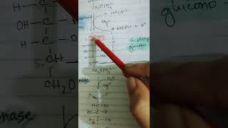 pentose phosphate pathway oxidative phase [upl. by Lorilee]