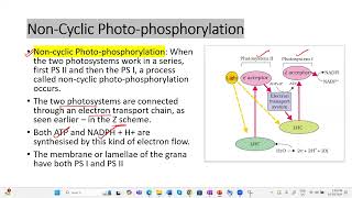 Light reactionETS Photophosphorylation apbiology ibbiology plantphysiology neetbiology [upl. by Letsyrhc]