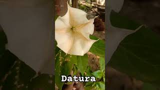 Datura stramoniumthorn applepoisonous flowering plant of the nightshade family Solanaceae [upl. by Nollat177]