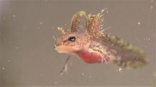 Spotted Salamander Larvae  First 2 Weeks Ambystoma maculatum [upl. by Aiva408]