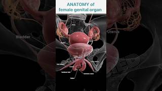 Animation Female genital organ anatomy [upl. by Berke]