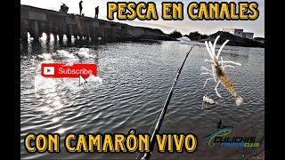 PESCA con CARNADA VIVA en Canales de PONCE Sinaloa [upl. by Htebezile]